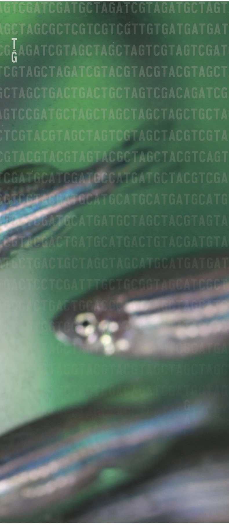 October GENETICS zebrafish cover