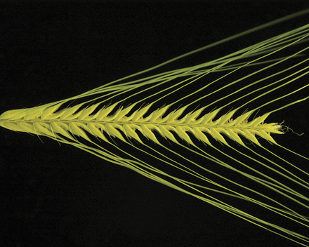 Image courtesy of Ning Wang and Takao Komatsuda. An Epiallele at cly1 Affects the Expression of Floret Closing (Cleistogamy) in Barley