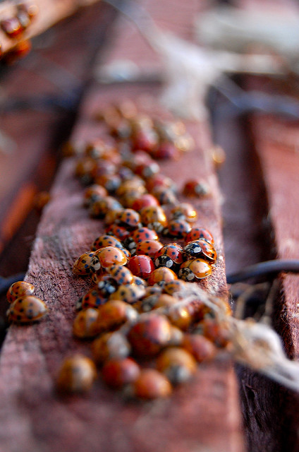 The Ladybugs' Picnic by The Real Estraya. CC BY-NC 2.0