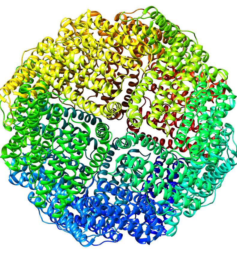 Horse apo ferritin (PDB: 4v1w).