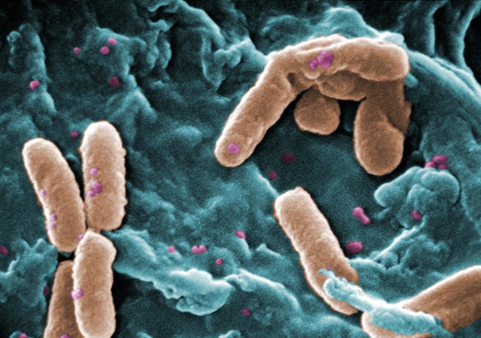 genes to genomes a blog from the genetics society of america domain bacteria