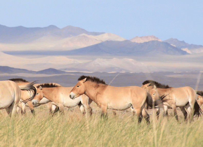 Photo courtesy of Ludovic Orlando. Przewalski’s horses went extinct in the wild in 1969, but have since been reintroduced to Mongolia.