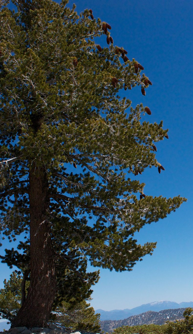 A sugar pine laden with massive cones. Photo by Laura Camp via Flickr.