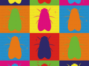 Explaining genetic variation and molecular evolution is the main pursuit of molecular population genetics. D. melanogaster is frequently used in such research. Image courtesy of Marta Coronado-Zamora.