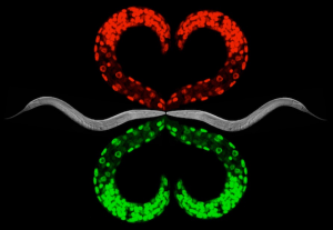 <i>C. elegans</i> art by Ahna Skop and Tri Nguyen.