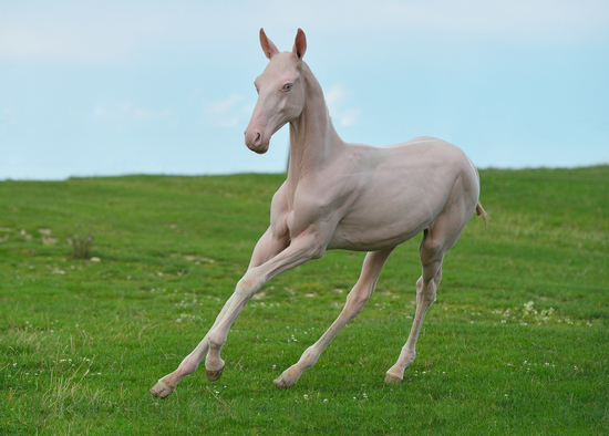 Researchers Investigate Naked Foal Syndrome in Akhal-Tekes 