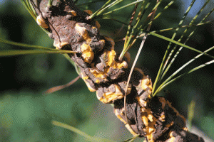 A twig infected with white pine blister rust. Photo by <a href="https://commons.wikimedia.org/wiki/File:Cronartium_ribicola_on_Pinus_strobus_abrimaal2013.jpg">Marek Argent via Wikimedia</a>.